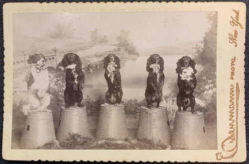 Carte de visite of five circus dogs, standing on pails on their hind legs. Ronald G. Becker collection of Charles Eisenmann photographs.