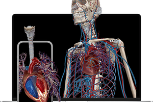 illustration of inside anatomy of body