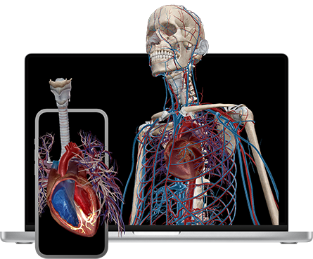 illustration of inside anatomy of body