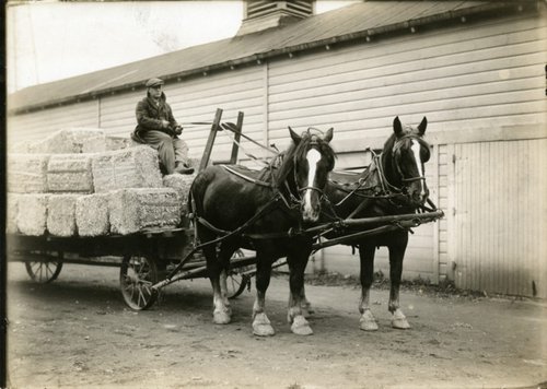 Hay wagon on the University Farm. Syracuse University Photograph Collection.