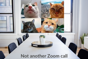 cats on a Zoom call in an office setting
