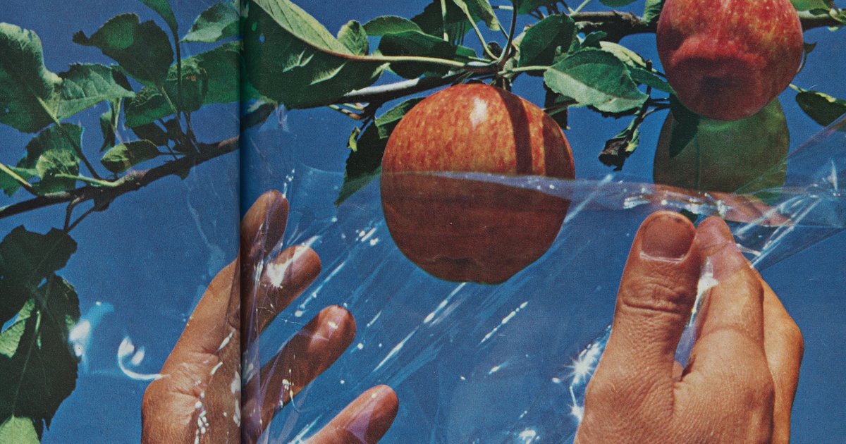 two hands holding plastic wrap in front of apple on tree