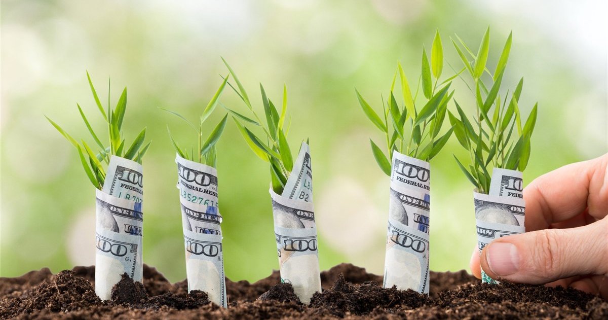 money planted in dirt with green seedlings coming out of it