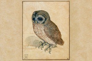 illustration of owl on a weathered paper background