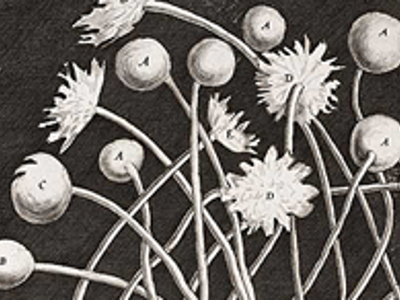 black and white flower bulbs and stems