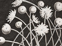 black and white illustration of stems and flowers