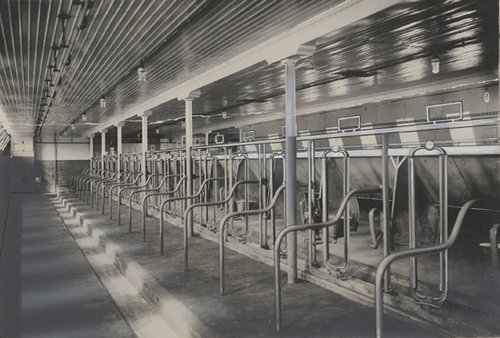 inside barn with stalls, metal bars separating each stall