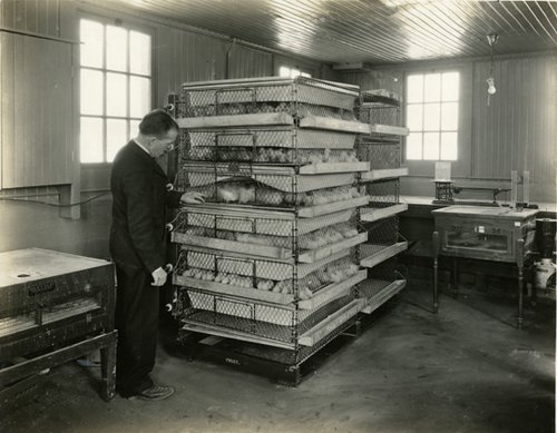 man looking at trays stacked one upon another