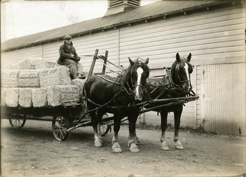 man driving wagon filled with hay, pulled by two horses