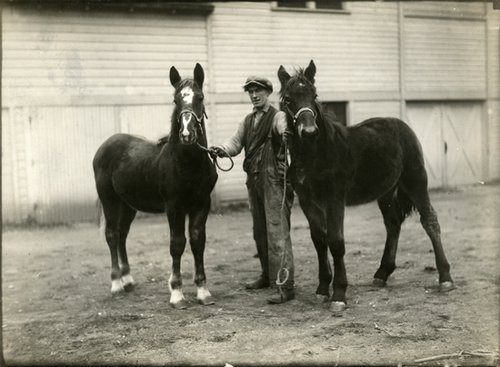 man standing in between two horses outside of barn